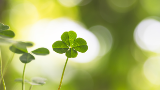 860_ISEF19_four_leaf_clover.png