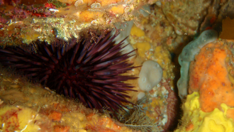 860_ISEF19_sea_urchin_sutures.png