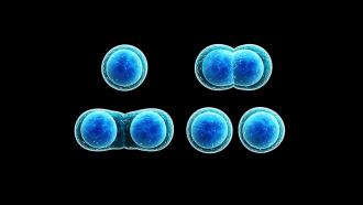 860_SS_mitosis.png