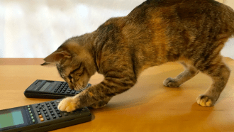 cat and calculator