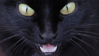 860_black_cat.png