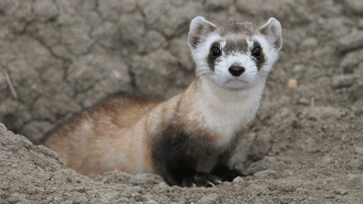 black footed ferret