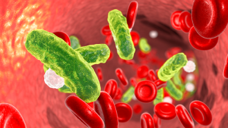 blood bacteria