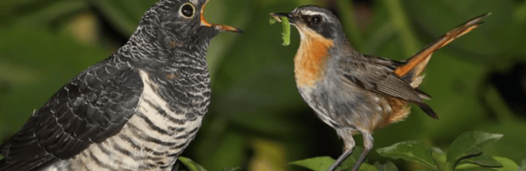 860_brood_parasitism_cape_robin-chat_cuckoo.png
