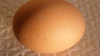 860_egg.jpg