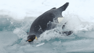 860_emperor_penguin_dive.png