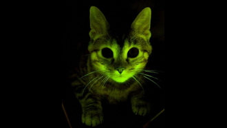 a cat bioengineered to glow