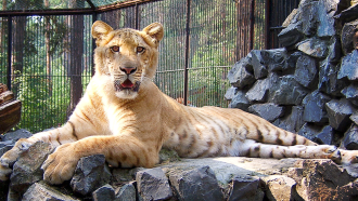 860_hybrid_animals_liger.png