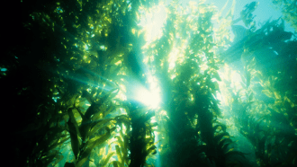 860_kelp_forest.png
