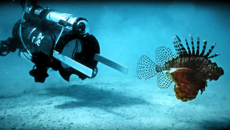860_main_RSE-Lionfish-Capture.png