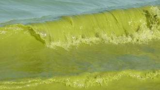 Algae waves