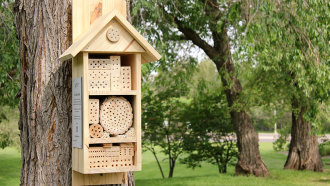 860_main_bee_hotel.png