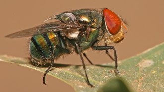 860_main_blowfly.jpg