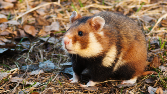 European hamster