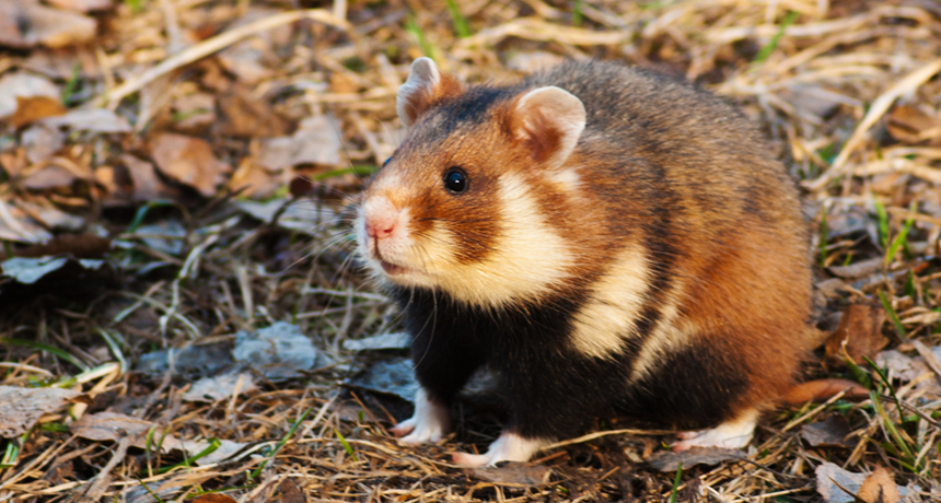 European hamster