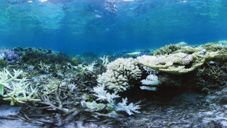 coral reef