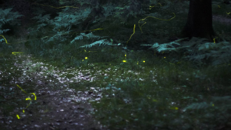 Fireflies flash in Nuremburg, Germany