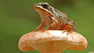 wood frog