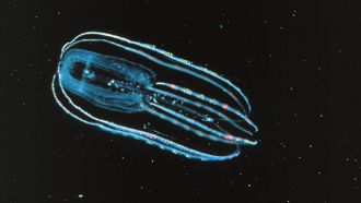 Ctenophore Bolinopsis infundibulum, a comb jelly