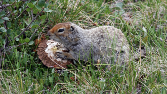 ground squirrel