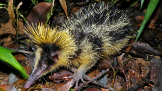 860_main_hibernation_questions_streaked_tenrec.png