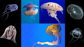jellies and jellyfish