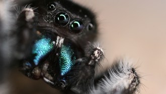 jumping spider