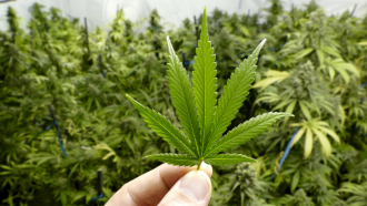 marijuana leaf and cannabis plants