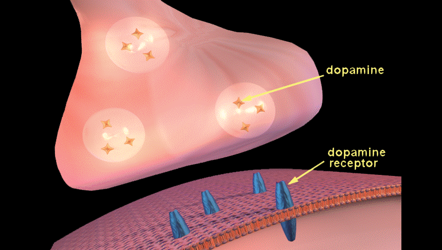 Explainer: What is neurotransmission?