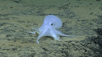 Casper octopus
