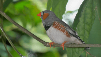 zebra finch