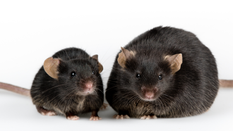 860_mouse_obesity.png