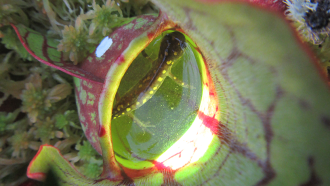 860_pitcher_plant_eat_salamander.png