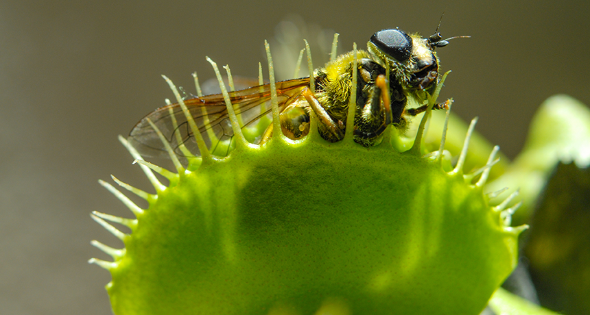 The plant world has some true speed demons