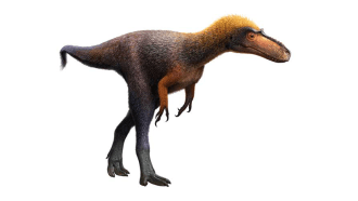 860_tyrannosauroid_t_rex_cousin.png