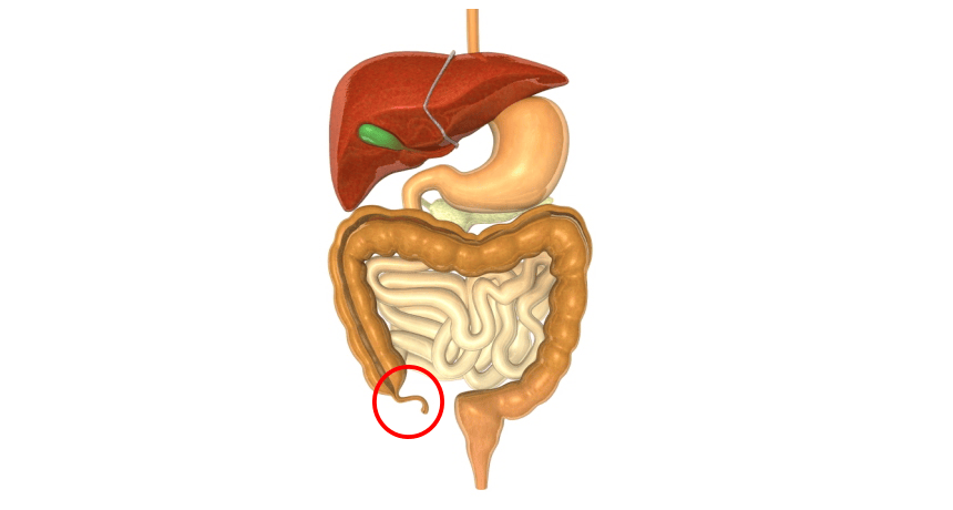 What the appendix is good for