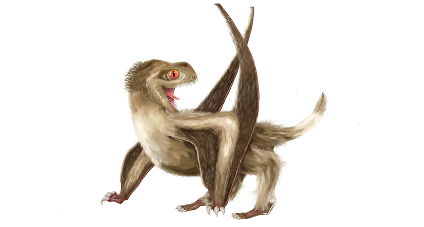 860_whiskered_pterosaur_fuzz.png