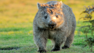 860_wombat_poop.png