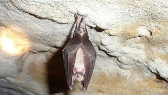 Greater horseshoe bat