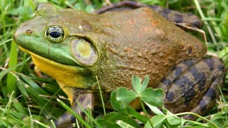 North American Bullfrog