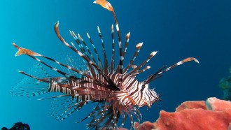 Red Lionfish