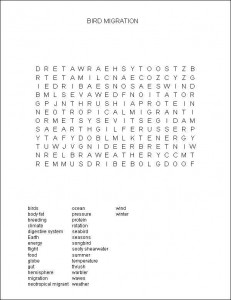 A Seabird's Endless Summer