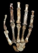 a photo of a a fossil hand