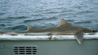 smooth dogfish image