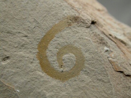 Utah fossil