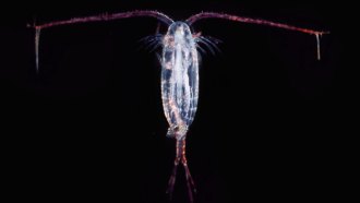 Copepod
