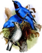 Tiny air bubbles in the feathers of the cotinga bird (illustrated) scatter light, giving the plumage its bright blue color.