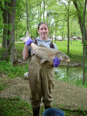Alison Coulter has studied where Asian carp can reproduce. Here, she’s holding a silver carp. Credit: M. Gunn