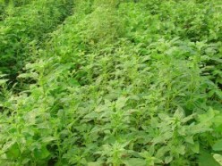 pigweed
