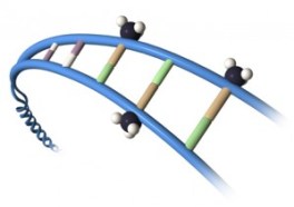 DNA